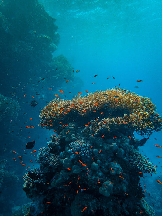 The negative impacts of sunscreen on water ecosystems